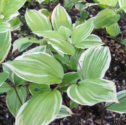 Disporum smilacinum 'Aureovariegatum' 